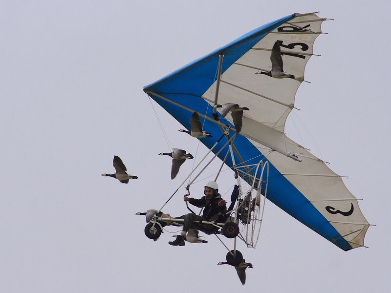 Hang glider with geese