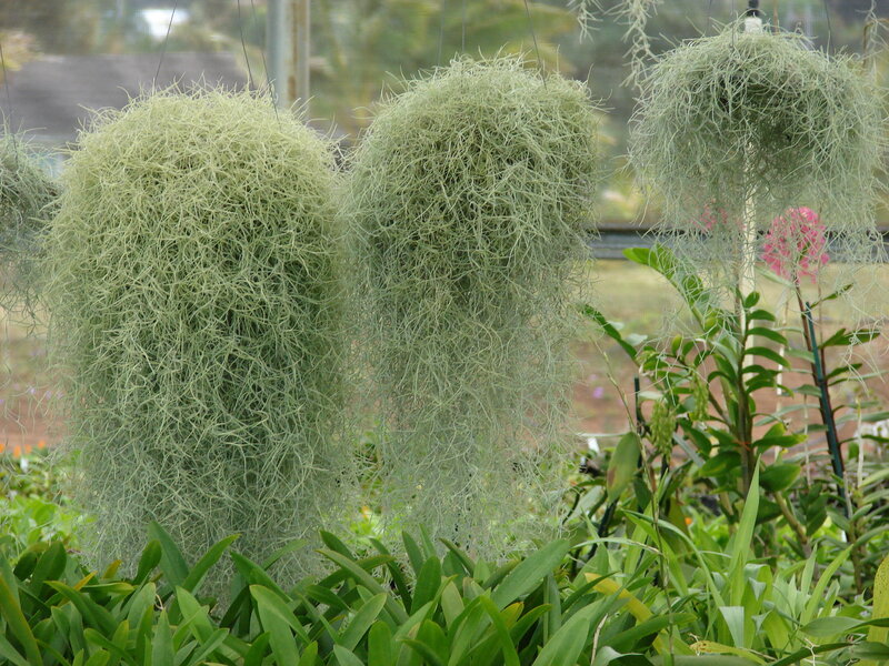 hanging air plants in a greenhouse