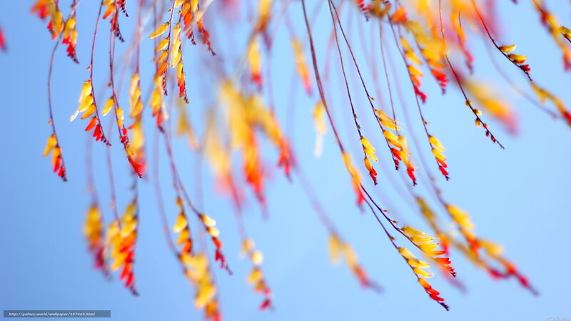 Hanging Autumn Flowers