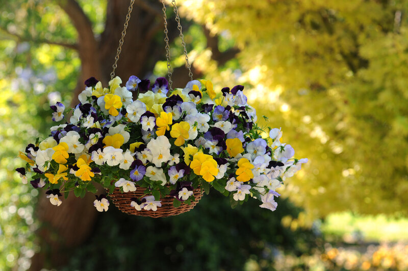 Hanging Basket of Pansies