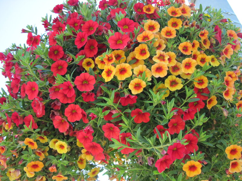 Hanging Basket of Petunias