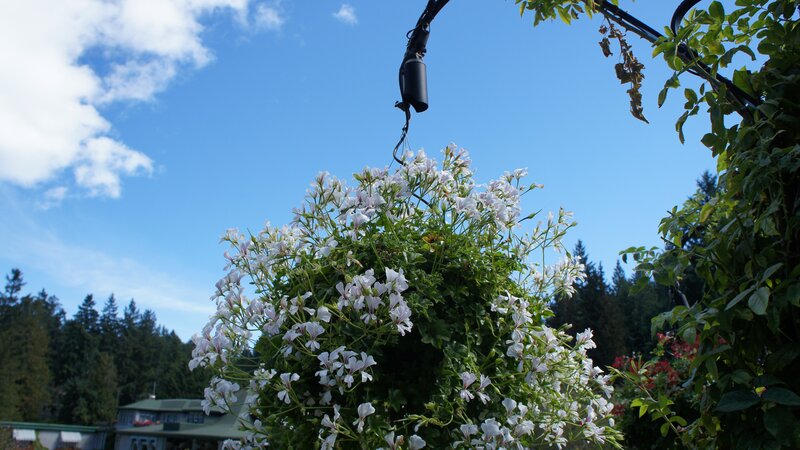Hanging basket of white flowers