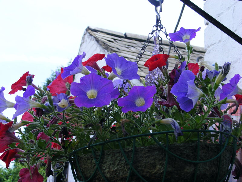 hanging basket with petunias