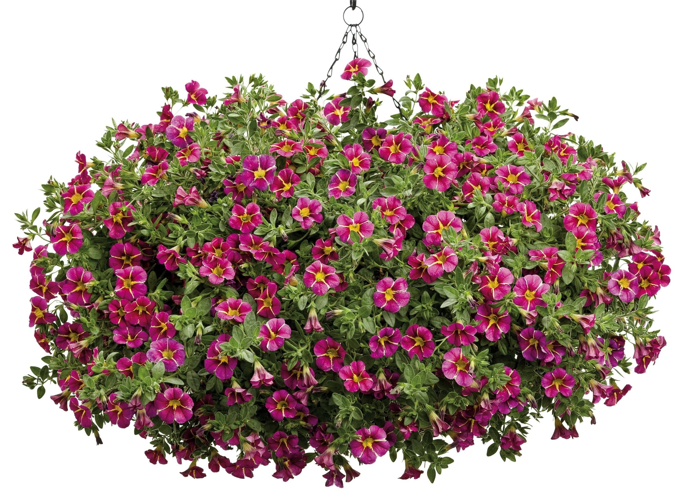 hanging basket with purple flowers