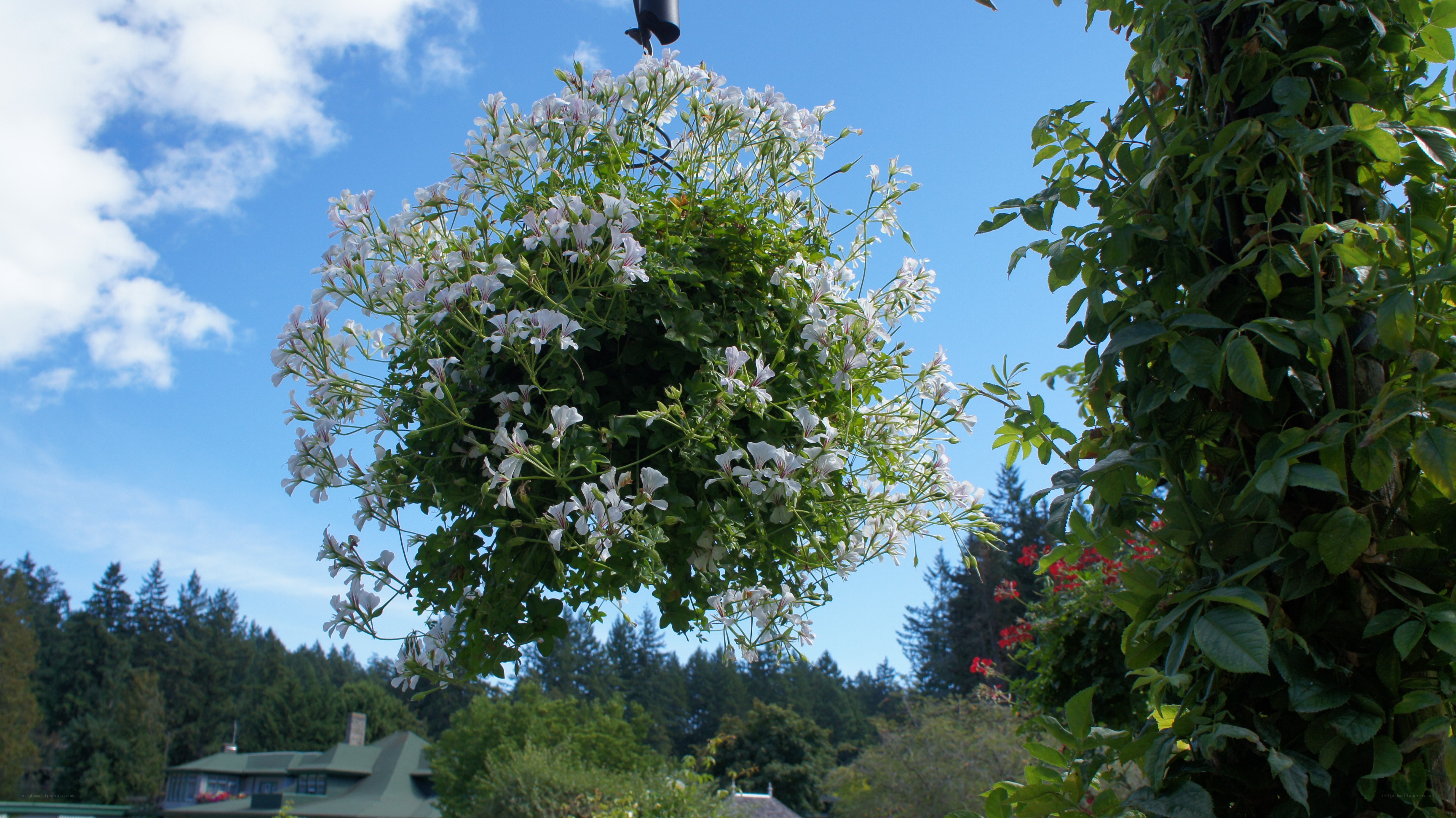 Hanging basket with white flowers