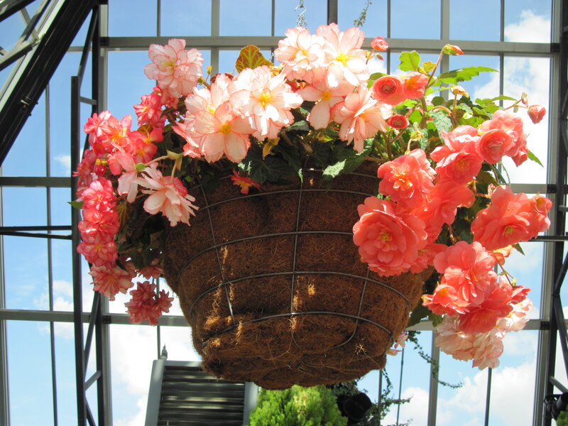 Hanging Begonia Basket — Pink, Serene