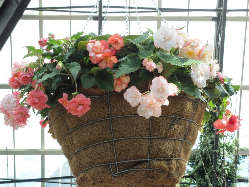 Hanging Begonia Basket — Pink