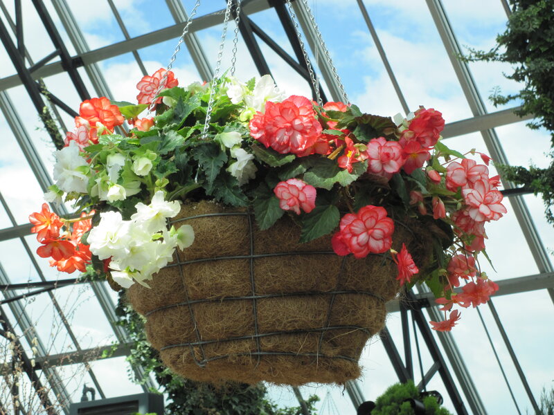 Hanging Begonia Basket