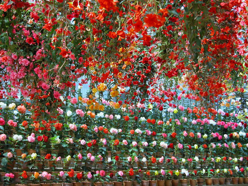 Hanging Begonia Flowers — Red
