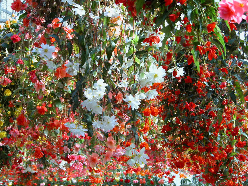 Hanging Begonia Flowers — Red, Vibrant, Afternoon, Photograph