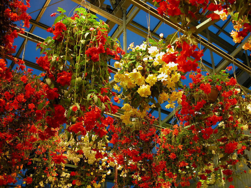 Hanging Begonia Flowers — Red, Vibrant, Afternoon