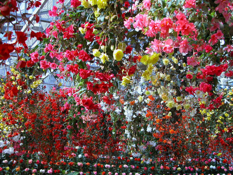 Hanging Begonia Flowers — Red, Vibrant, Photograph