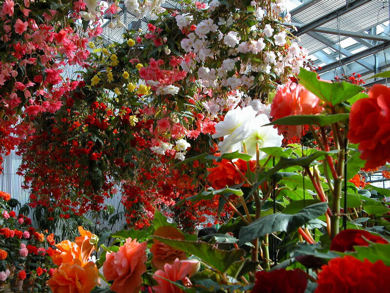 Hanging Begonia Flowers — Red, Vibrant