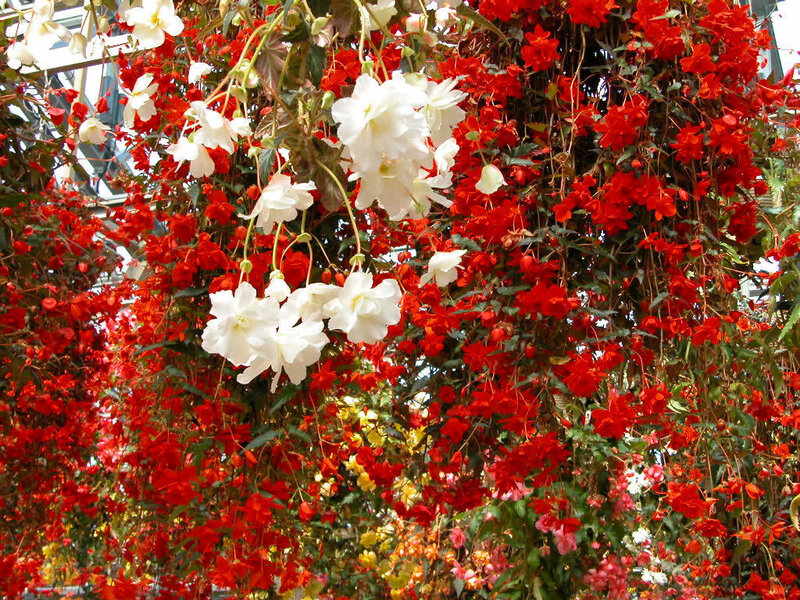 Hanging Begonia Flowers
