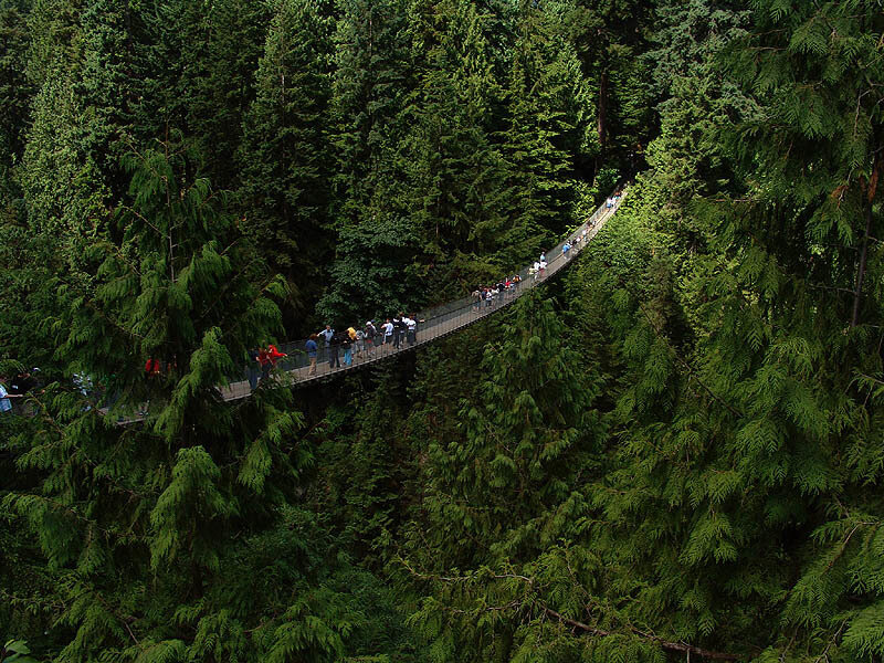 hanging bridge in forest