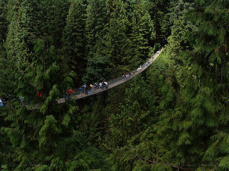 hanging bridge in forest