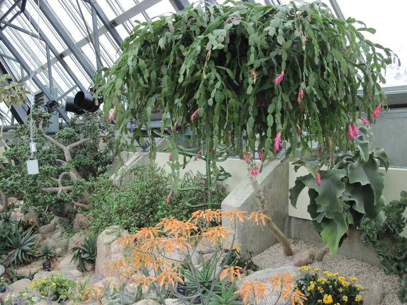 Hanging Cactus Plant — Green