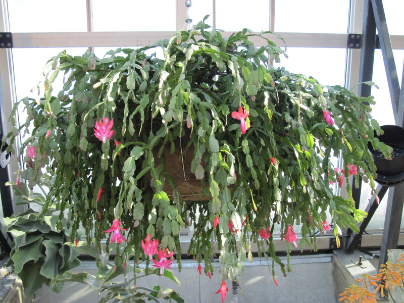 Hanging Cactus Plant