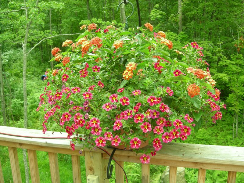Hanging Flower Basket — Green, Serene, Afternoon, Photograph