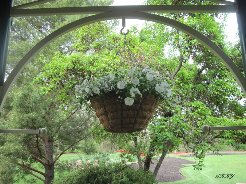 Hanging Flower Basket — Green, Serene, Afternoon