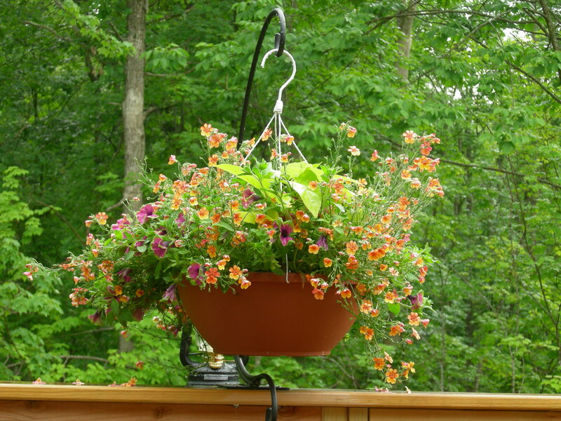 Hanging Flower Basket — Green, Serene, Summer