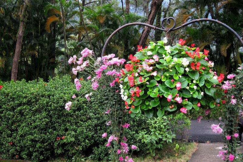 Hanging Flower Basket — Green, Serene