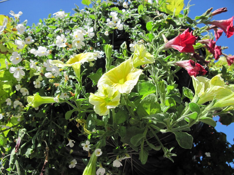 Hanging Flower Basket — Green