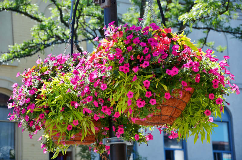 Hanging Flower Basket — Pink, Bright, Afternoon