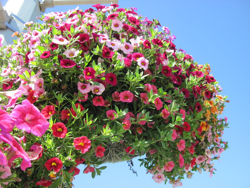 Hanging Flower Basket — Pink, Bright