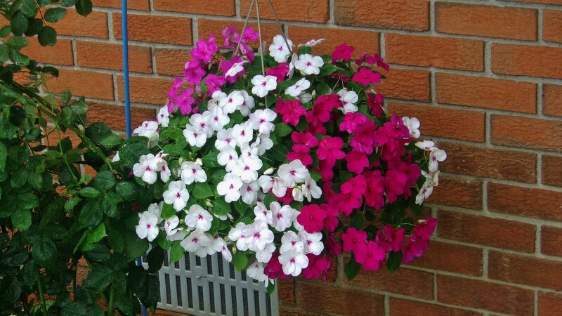 Hanging Flower Basket — Pink, Calm, Afternoon, Photograph, Brick Wall