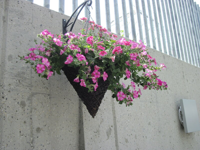 Hanging Flower Basket — Pink, Calm, Afternoon