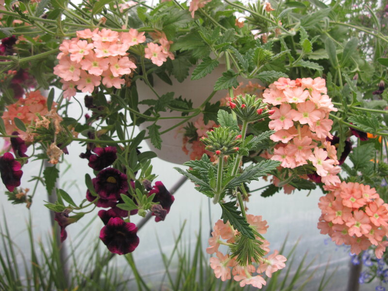 Hanging Flower Basket — Pink, Calm, Spring