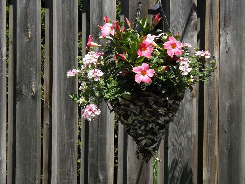 Hanging Flower Basket — Pink, Serene, Afternoon, Photograph