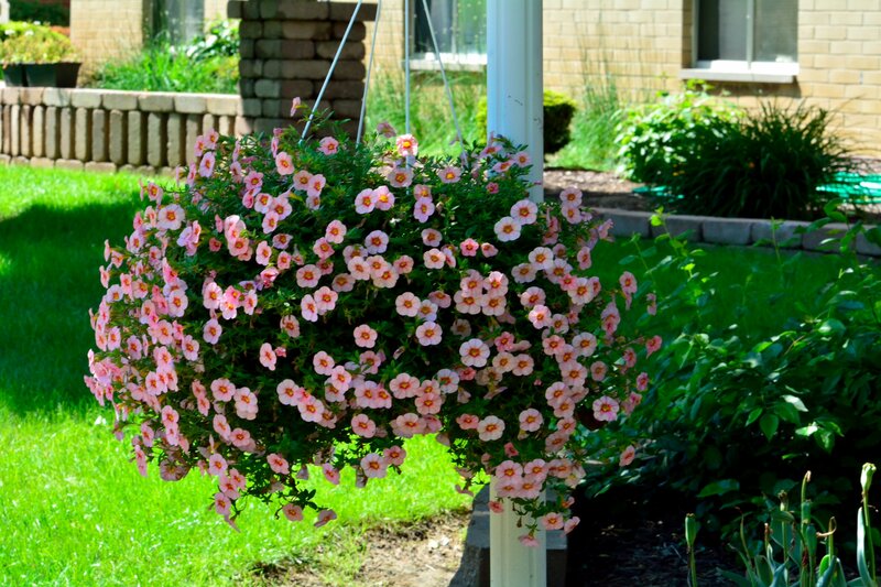Hanging Flower Basket — Pink, Serene, Afternoon