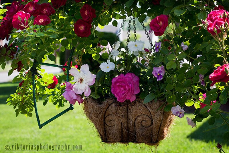 Hanging Flower Basket — Pink, Serene