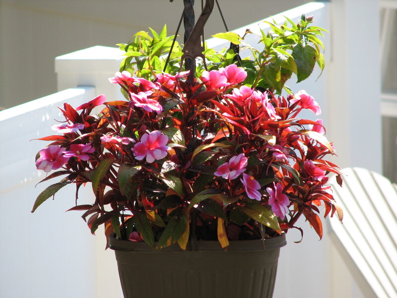 Hanging Flower Basket — Pink