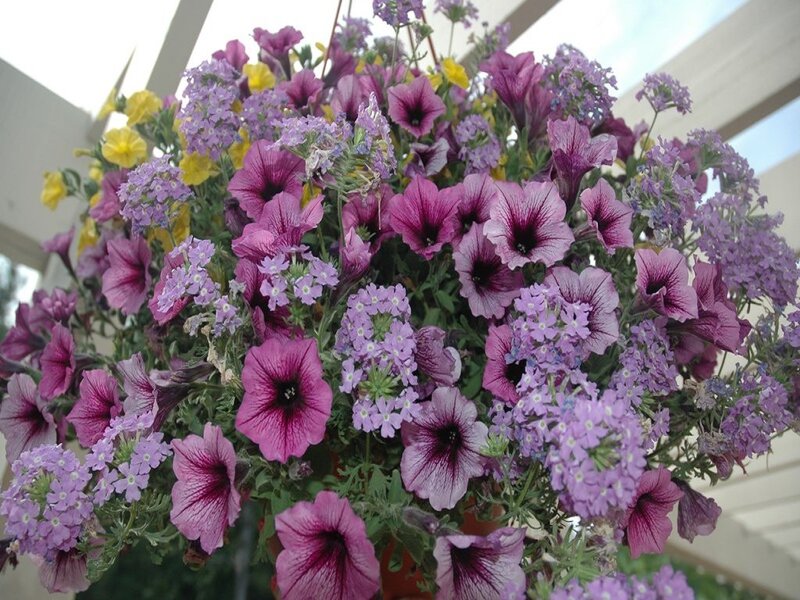 Hanging Flower Basket — Purple, Calm, Afternoon