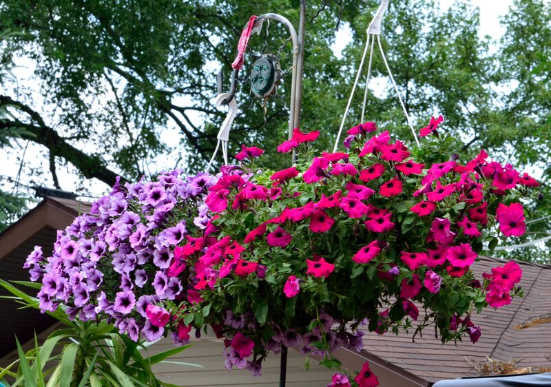 Hanging Flower Basket — Purple, Calm, Summer