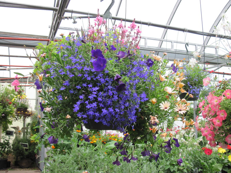 Hanging Flower Basket — Purple, Colorful