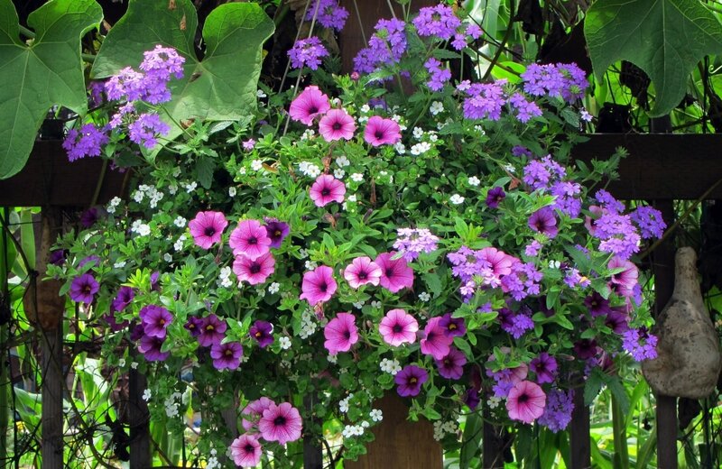 Hanging Flower Basket — Purple, Lively
