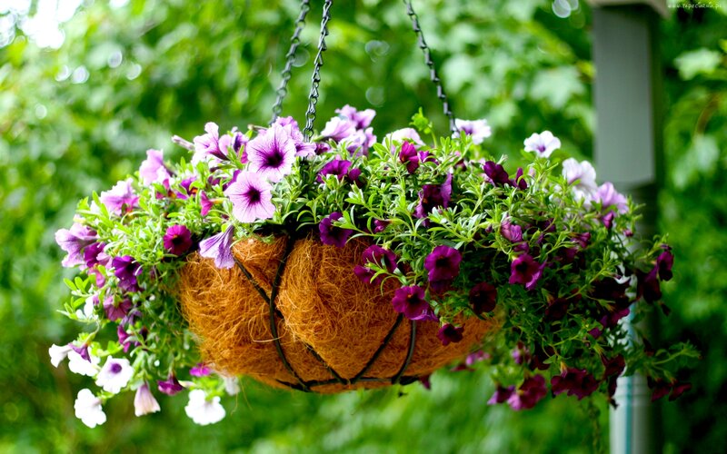 Hanging Flower Basket — Purple, Serene, Afternoon, Photograph