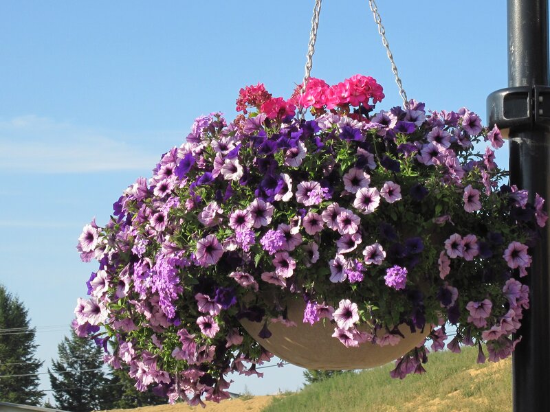 Hanging Flower Basket — Purple, Serene, Afternoon