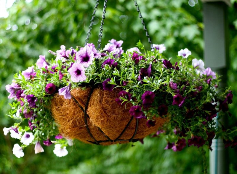 Hanging Flower Basket — Purple, Serene