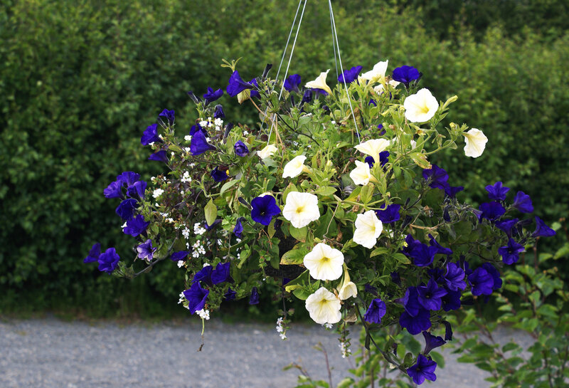 Hanging Flower Basket — Purple