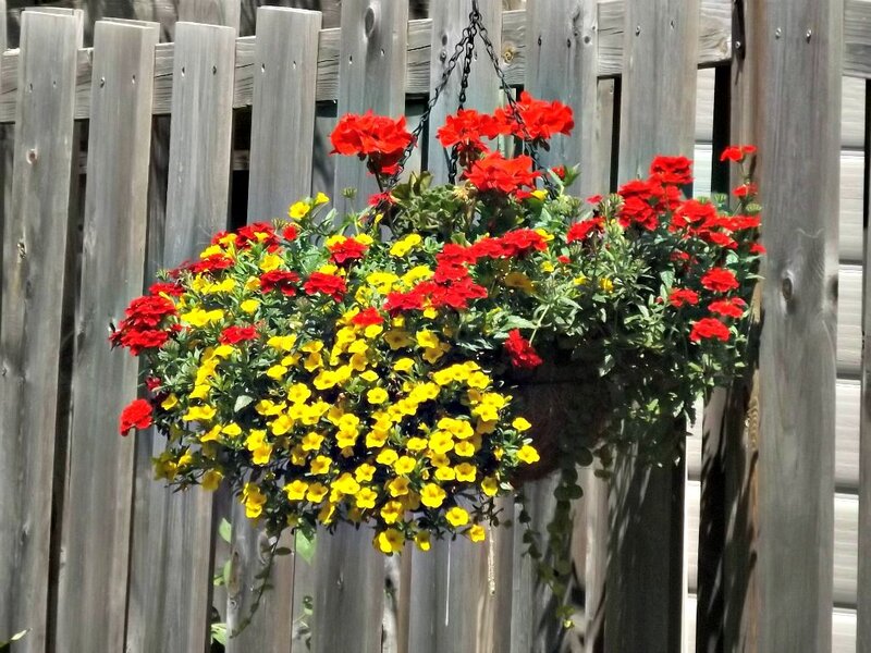 Hanging Flower Basket — Red, Bright, Afternoon