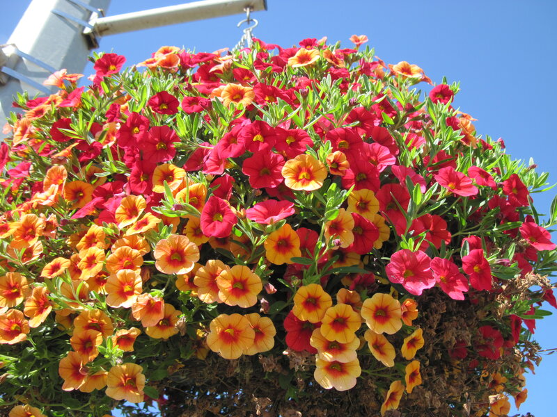 Hanging Flower Basket — Red, Bright