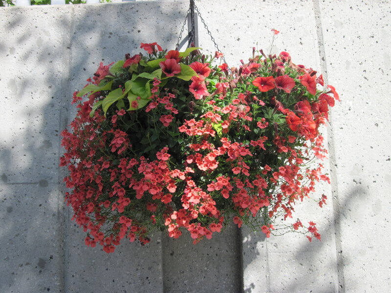Hanging Flower Basket — Red, Calm