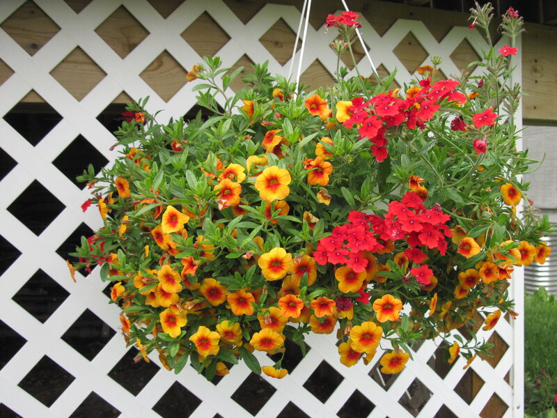 Hanging Flower Basket — Red, Vibrant