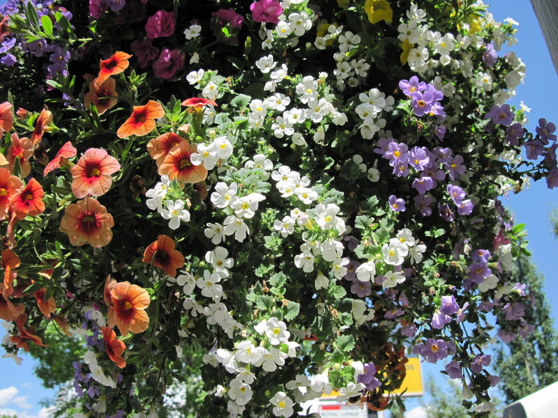 Hanging Flower Basket — White