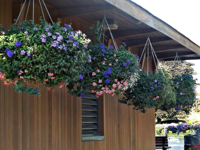 Hanging Flower Baskets — Green, Calm